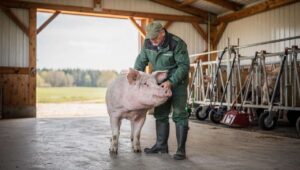 Ubój w gospodarstwie na użytek własny – co musi wiedzieć rolnik w 2026?